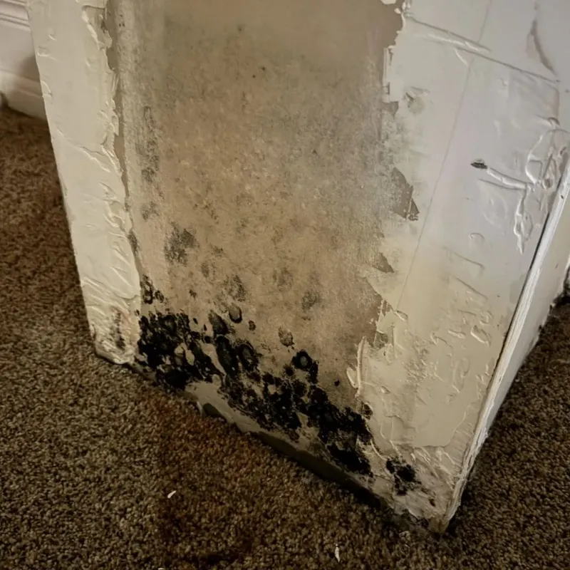Professional Mold Removal in Dousman, WI